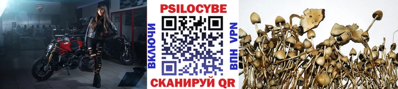 сколько стоит  Кропоткин  Псилоцибиновые грибы Cubensis 